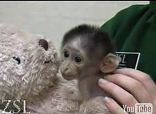 Cute Alert: White Naped Mangebay Baby Loves Her Teddy Bear